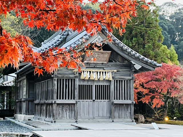 秀氣的太宰府紅葉