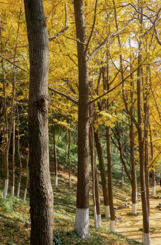 Ginkgo บอกถึงความเศร้าของฤดูใบไม้ร่วง · ตรวจสอบ Ginkgo Valley ที่ภูเขา Qingliang