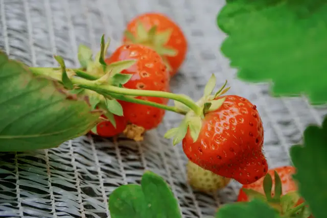 又到了摘草莓的季節，看看去中國草莓之鄉建德必須要知道的7件事
