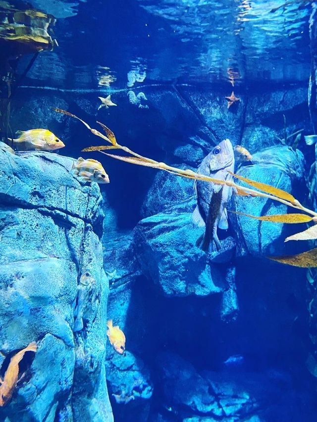 太平洋水族館 |  超治癒的海底世界