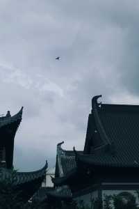發現上海|真如寺真的好,就是鴿子shi太多咯