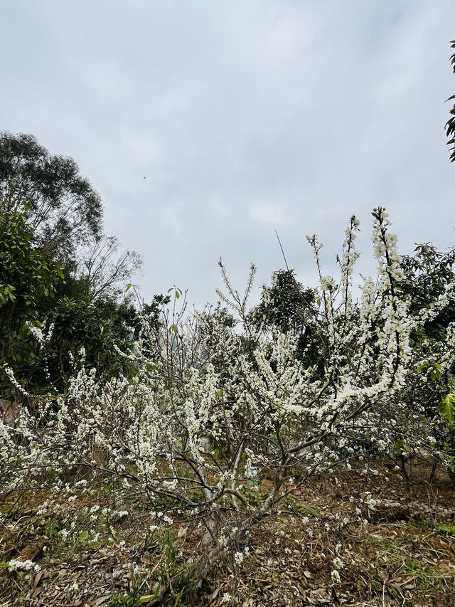 桂峰山下李花開……
