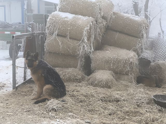 冬天即將過去霧凇美景儘快看