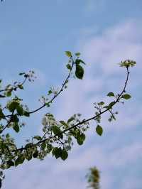 肇慶牌坊公園 梨花爛漫春風如詩