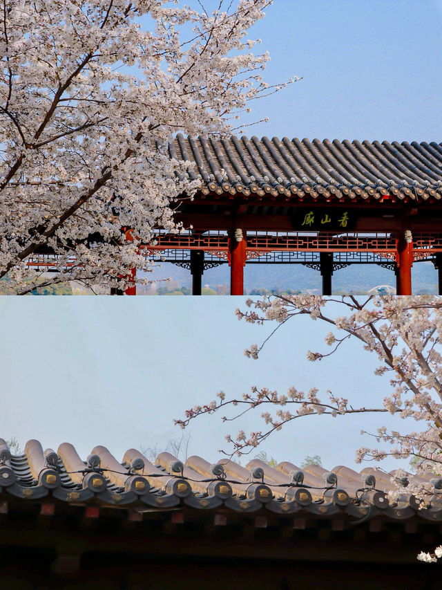 2024年南京雞鳴寺櫻花盛放，與花共舞攻略大公開！