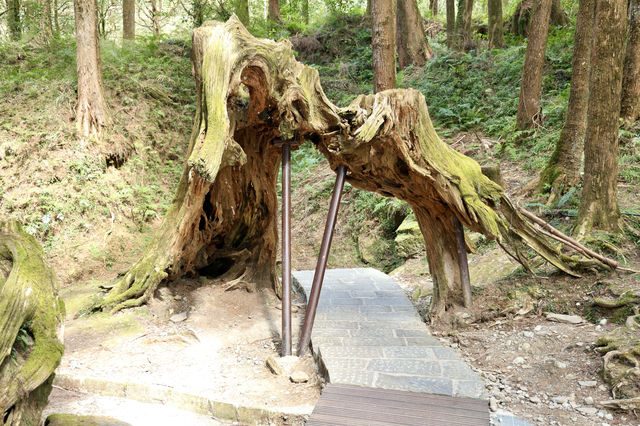 台灣最受歡迎森林遊樂園