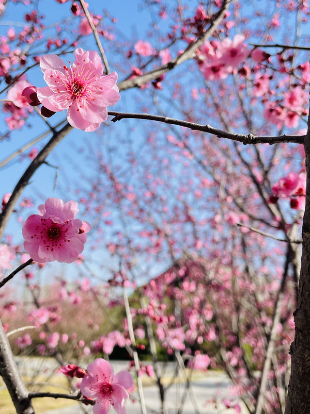 鄭州踏春好時節｜西流湖公園梅花正當時