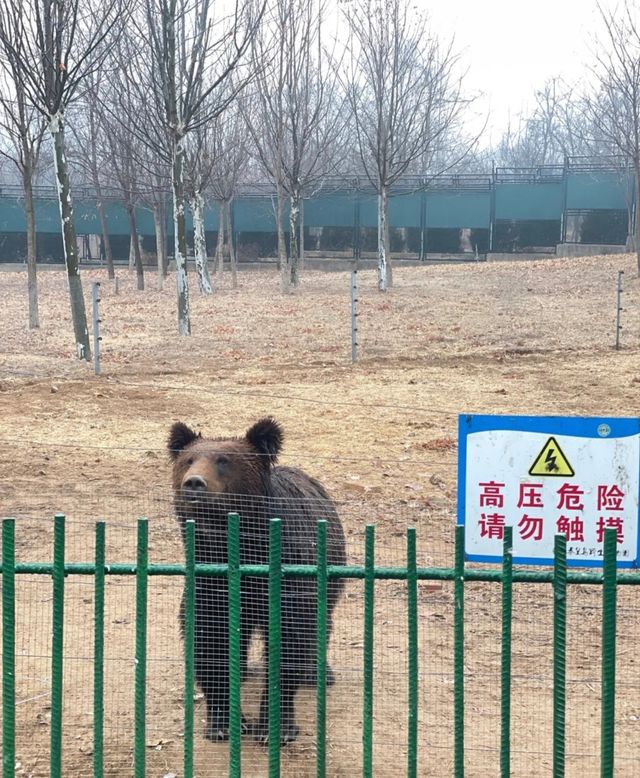 第一次來秦皇島野生動物園看這篇就夠了