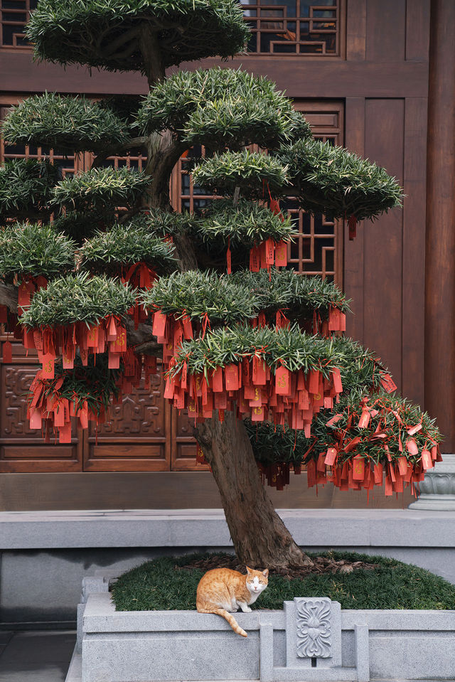 上海玉佛禪寺｜除了求願靈驗還有一個“大橘”的貓