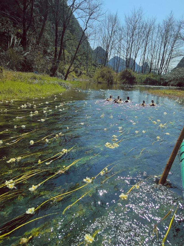 也太哇塞了吧，海菜花濕地