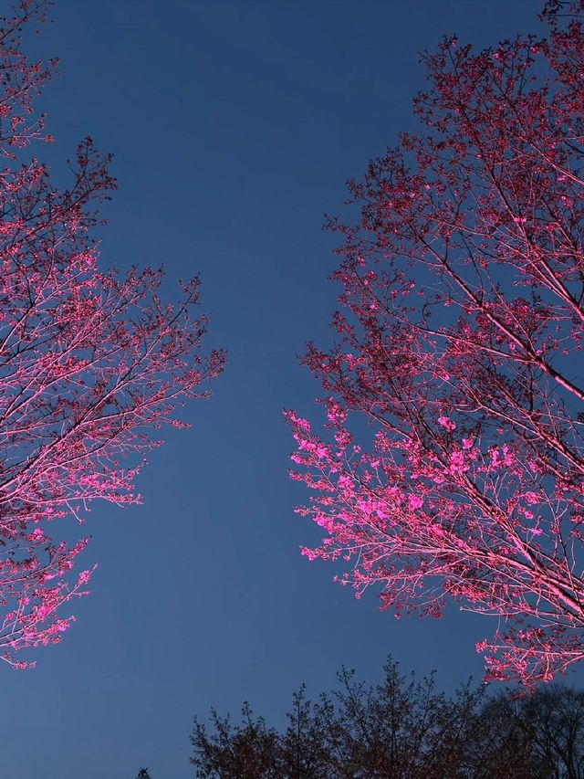 截至4月14日｜東京小金井公園夜櫻秀來啦