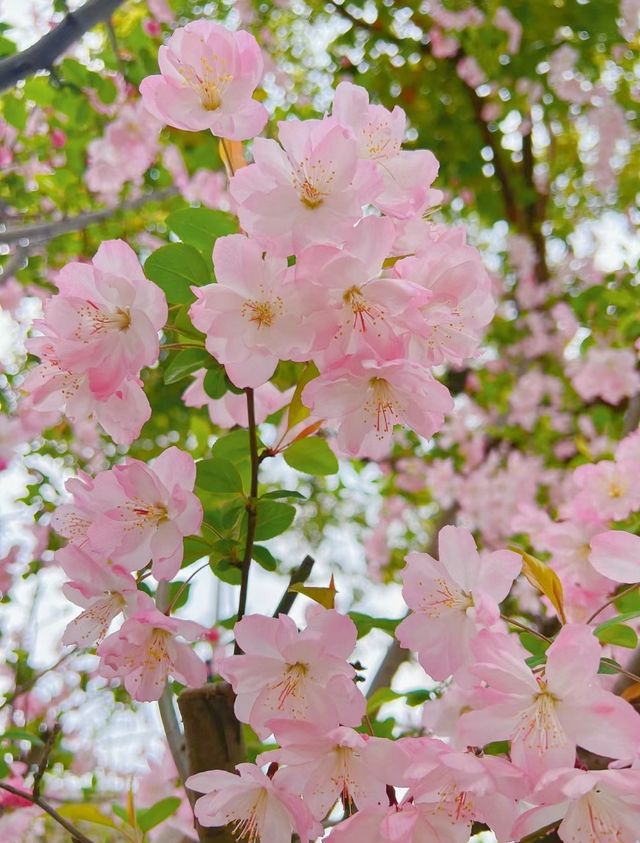 長白島森林公園，海棠花盛放如畫