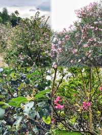 徒步賞花誤入佛山小京都 ｜展旗峰生態公園｜廣州周邊親子遊