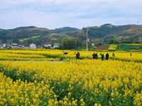 邊走邊看漢中油菜花系列之三：勉縣楊家山村