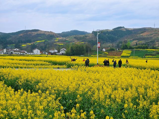 邊走邊看漢中油菜花系列之三：勉縣楊家山村