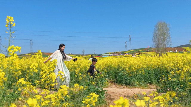 親子一日遊|誰還沒有去洋縣看油菜花海