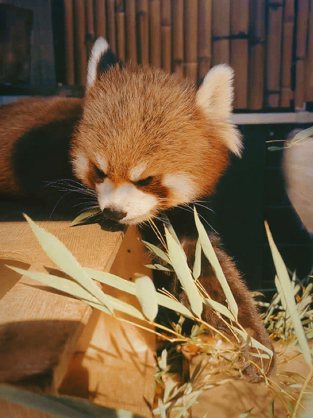 春｜萬物復蘇，上野動物園的動物大戲已開演