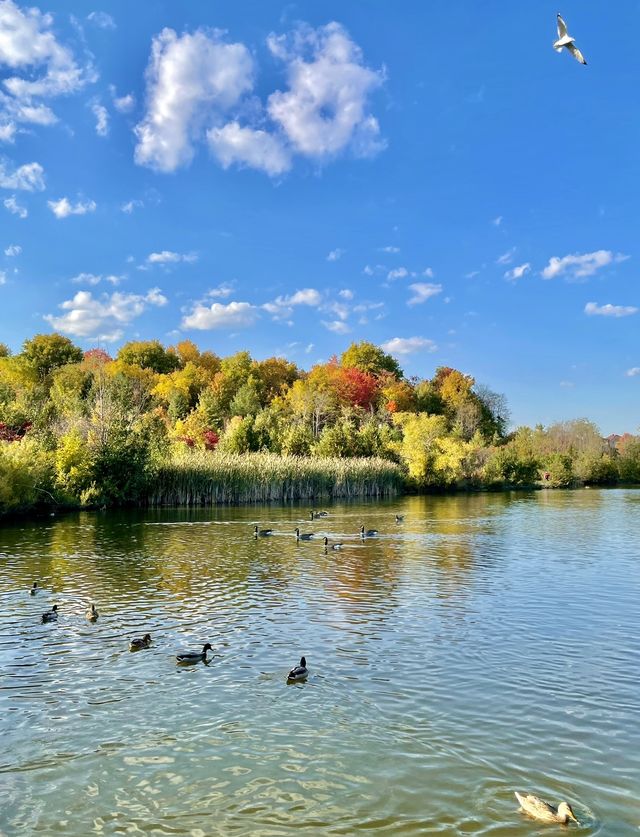 多倫多市區公園賞楓，簡直不要太美了！