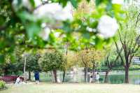 斜風細雨中，杭州湘湖繡球花開正好