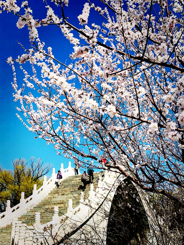 三月春分賞花記｜頤和園西堤綠柳紅桃風拂面