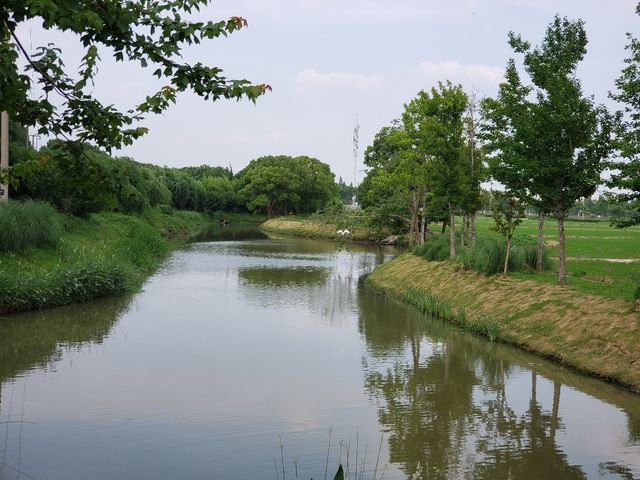 來嘉北郊野公園,"荷"你一起度夏 來嘉北郊野公園,"荷"你一起度夏