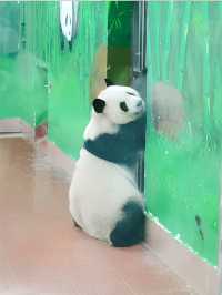 來我家鄉玩一天，廣州動物園