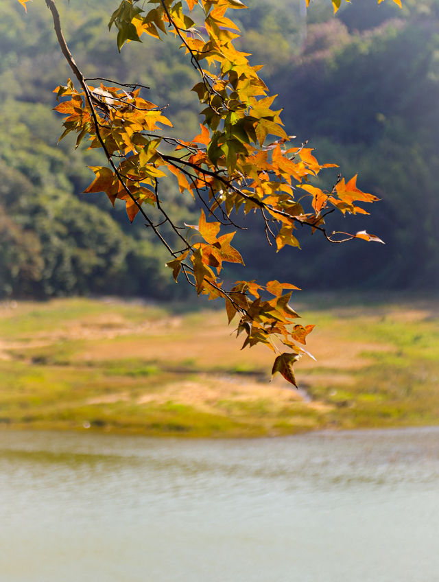 廣州白雲區的落羽杉有點紅有點黃，也很好看