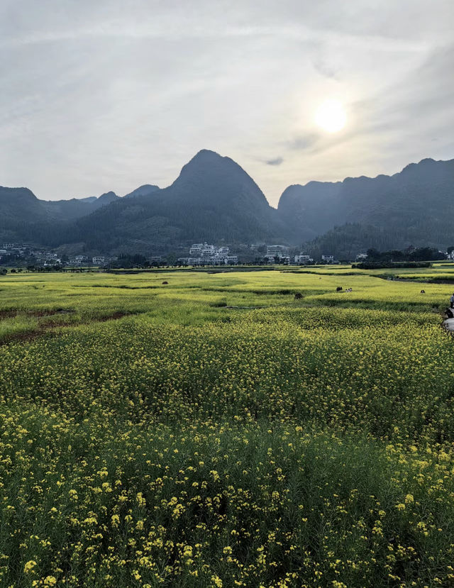 3月要去羅平看油菜花的注意了別當冤大頭