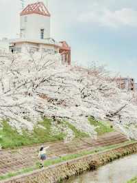 比起神鹿公園，我更愛奈良櫻花盛放的河堤