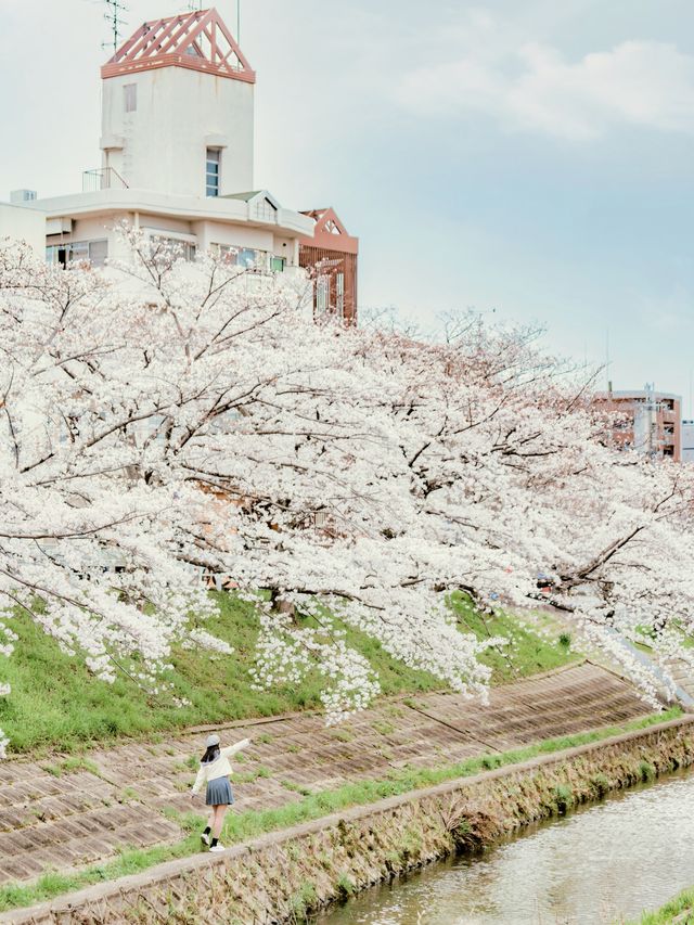 比起神鹿公園，我更愛奈良櫻花盛放的河堤