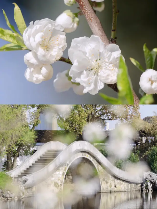 The cherry blossom viewing guide for Turtle Head Isle in Wuxi during the spring days is crazy popular