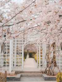 Cherry Blossom Delight at Zhongshan Park 🌸