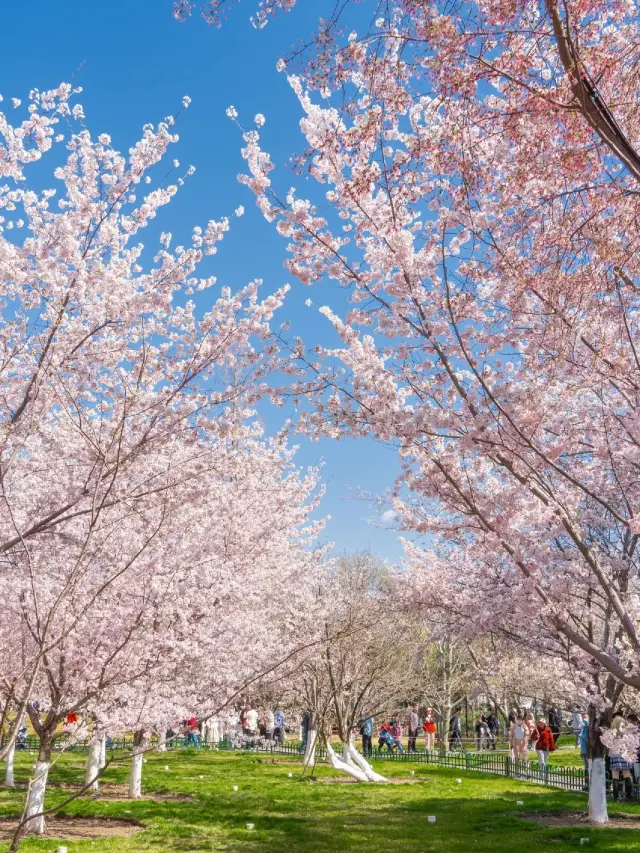 The most beautiful cherry blossom season