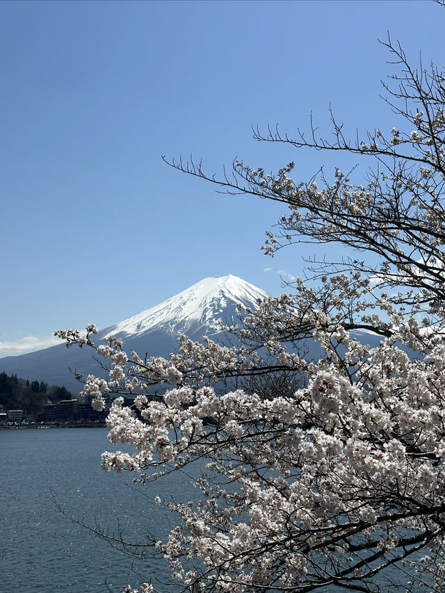 快看！富士山的櫻花才剛開 | 富士山賞櫻攻略