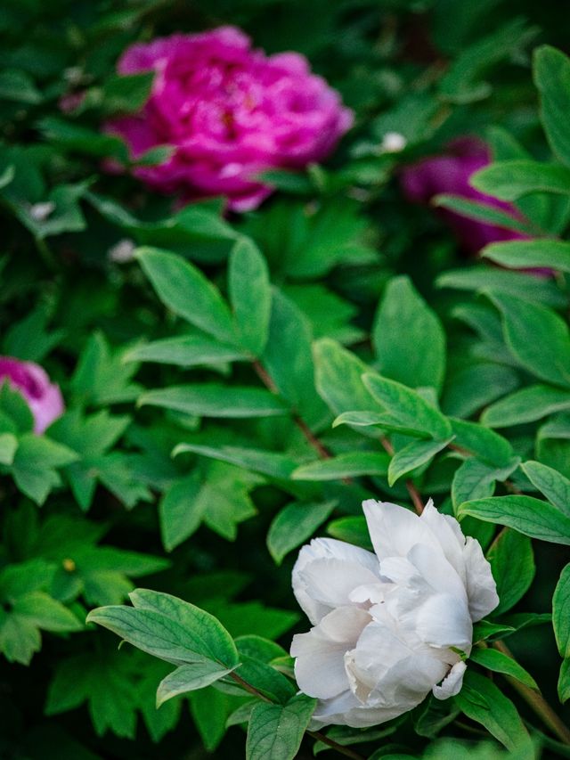 Expo Garden | Peonies in full bloom, no less splendid than those in Luoyang.