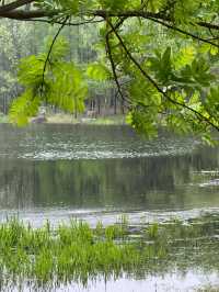 走進無錫貢湖灣濕地公園，感受原始森林之美