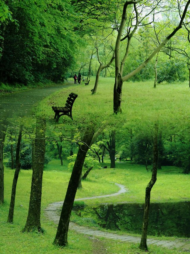 走進多姿多彩的杭州植物園：一場視覺與心靈的盛宴