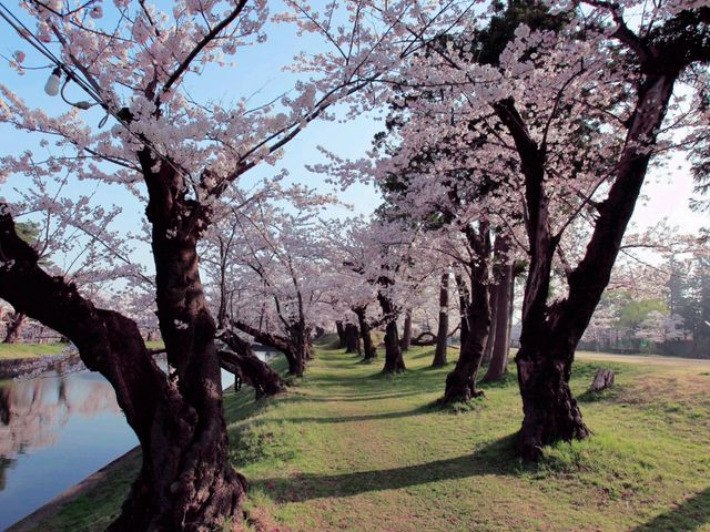 Tsuruoka Hanami Happiness