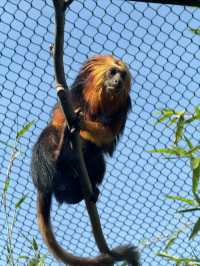 打卡南京紅山森林動物園！真的太讚了！必打卡景點！