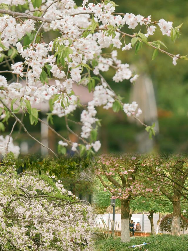 曉園公園丨愛逛公園的寶子們一定得看看