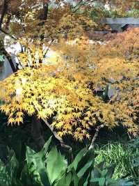 美麗上海紅園風景