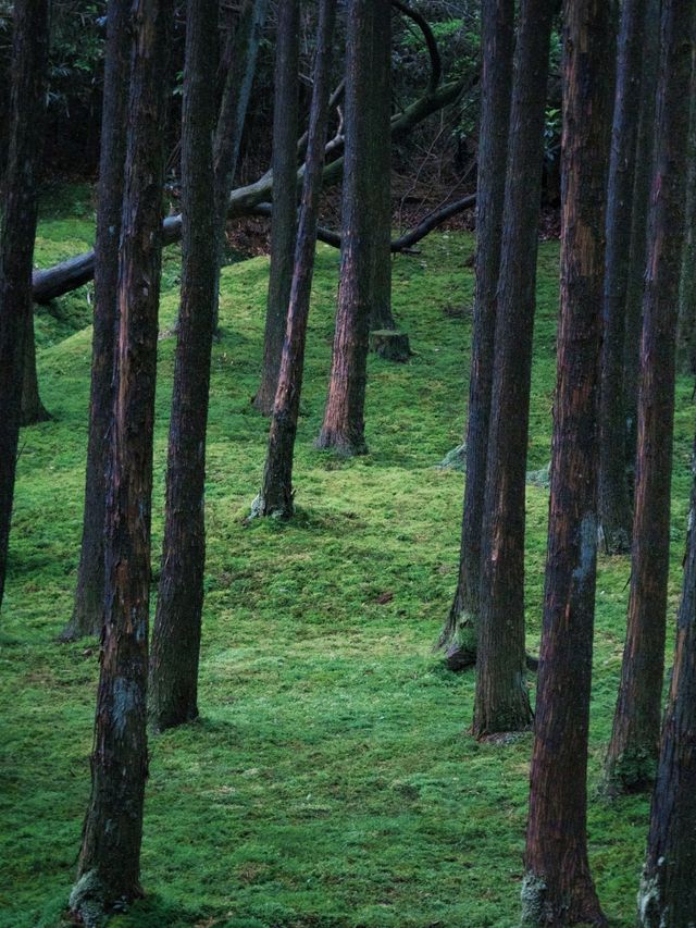 誰懂五月苍南玉苍山美到窒息，仿若仙境