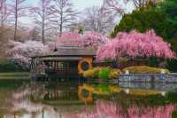 上海｜滿城花開 入目皆春意。