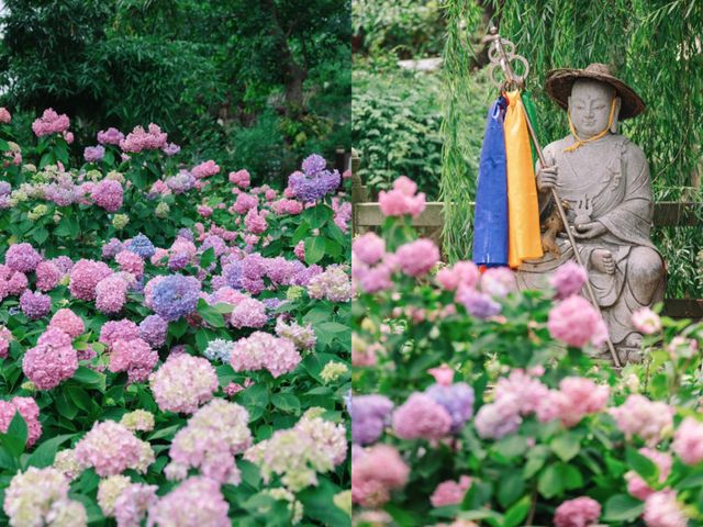 開滿無盡夏的千年古寺