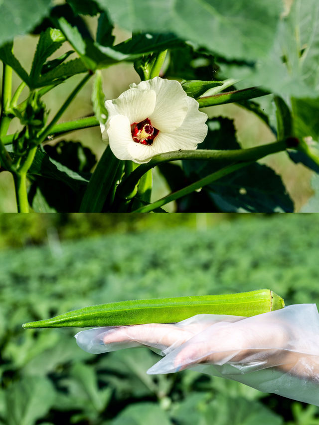 打卡馬來西亞柔佛新山超級水果園露營之旅！下篇