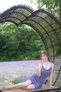 purple坠入紫色梦境  夏日薰衣草花海～