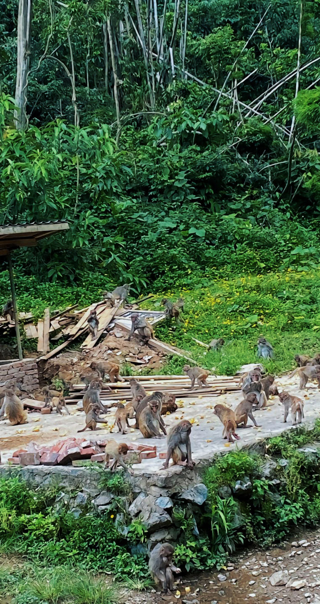 穿越翡翠般的熱帶雨林 西雙版納原始森林公園