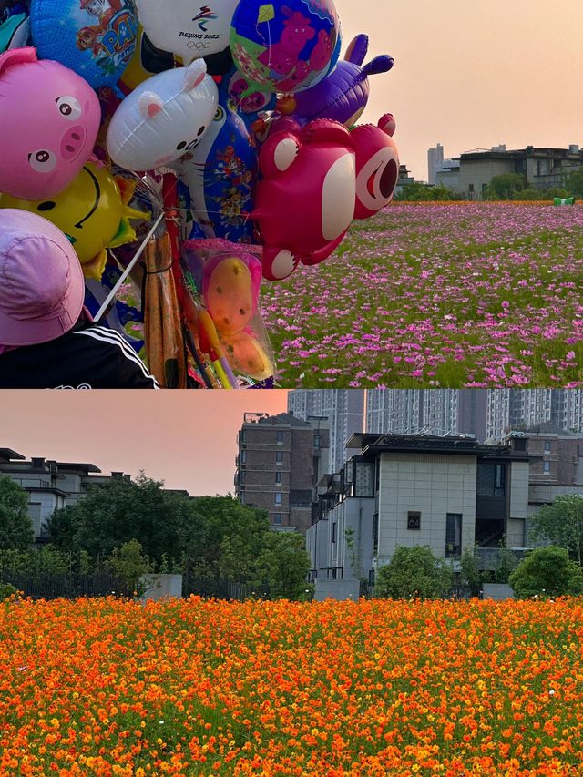 南昌拍照一不小心闖進宮崎駿動漫裡夏天|||馬蘭圩濕地公園