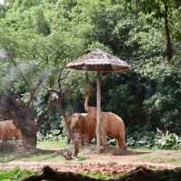 長隆動物園：獨一無二的动物世界體驗，適合全天候游玩