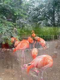 濟南動物園攻略